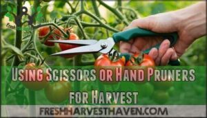 using scissors or hand pruners for harvest