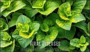 viral diseases