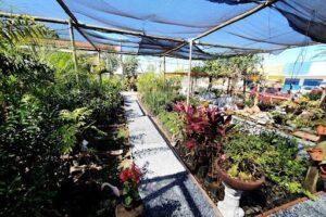 Vivace Garden - Viveiro e Comércio de Plantas