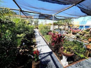 Vivace Garden - Viveiro e Comércio de Plantas