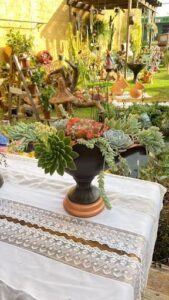 Viveiro Floringarden - Plantas, Especialista em Suculentas, Cactos, Orquídeas, e Folhagens em Anápolis