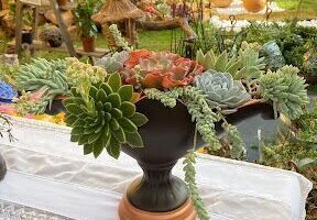 Viveiro Floringarden - Plantas, Especialista em Suculentas, Cactos, Orquídeas, e Folhagens em Anápolis