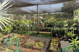 Viveiros America - Viveiro em Cuiabá - Grama em Cuiabá - Plantas em Cuiabá