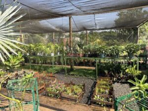 Viveiros America - Viveiro em Cuiabá - Grama em Cuiabá - Plantas em Cuiabá