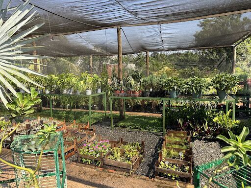 Viveiros America - Viveiro em Cuiabá - Grama em Cuiabá - Plantas em Cuiabá