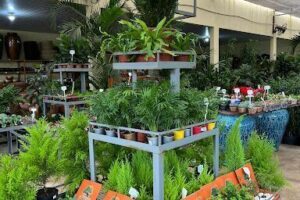 Viveiros e Floricultura e Grameira Queiroz