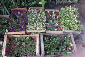 Vivero Alelí
