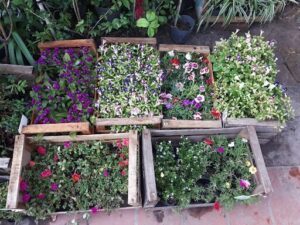 Vivero Alelí