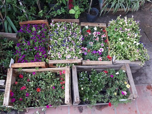 Vivero Alelí