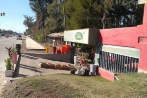 Vivero Calas