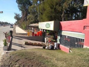 Vivero Calas