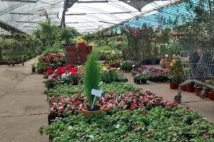 Vivero Di Filippo Hnos.