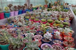 Vivero Ehwo Orquídeas