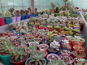 Vivero Ehwo Orquídeas