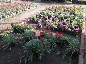 Vivero El Arado