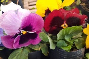 Vivero El Rosedal