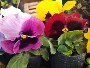 Vivero El Rosedal