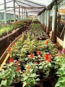 Vivero la pasion
