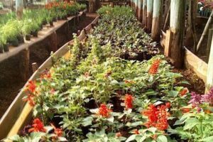 Vivero la pasion