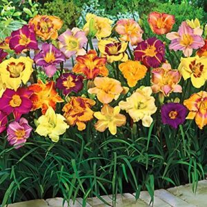 Votaniki Daylily Mix Bare Root B0BXLMLCNR