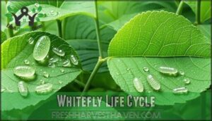 whitefly life cycle