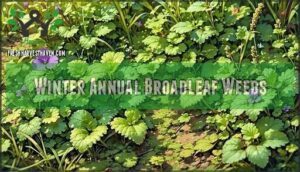 winter annual broadleaf weeds