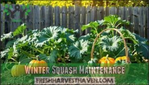 winter squash maintenance