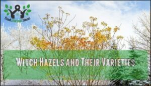 witch hazels and their varieties