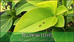 yellowing leaves