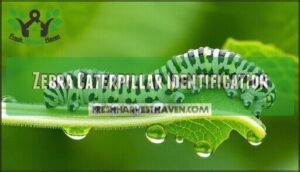 zebra caterpillar identification