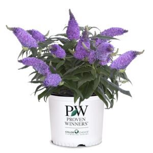 2 Gal. Pugster Ameythst Buddleia B084ZTZBBS