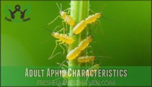 adult aphid characteristics