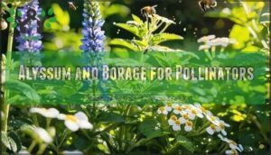alyssum and borage for pollinators
