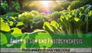 angle of sun and photosynthesis