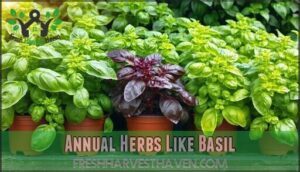 annual herbs like basil