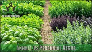 annual vs perennial herbs