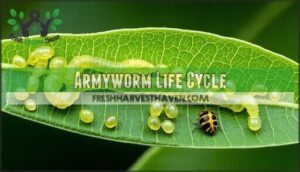 armyworm life cycle