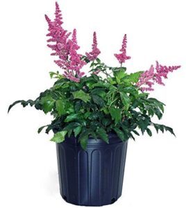 Astilbe arendsii 'Fanal' (False Spirea) B071NQKBHW