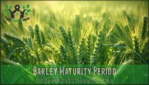 barley maturity period