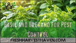 basil and oregano for pest control