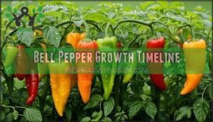bell pepper growth timeline