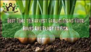 best time to harvest garlic