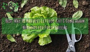 best way to harvest lettuce