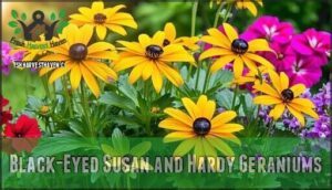 black-eyed susan and hardy geraniums