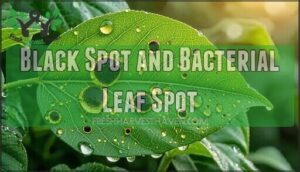 black spot and bacterial leaf spot