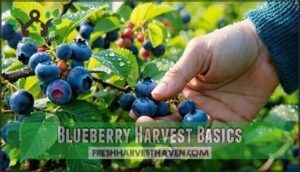 blueberry harvest basics