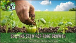 burying stem for root growth