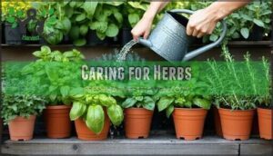 caring for herbs