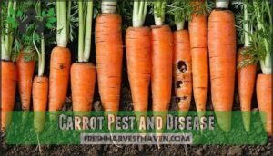 carrot pest and disease