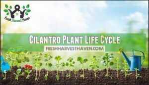 cilantro plant life cycle